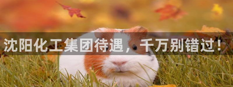 球盟会里面有打牌的嘛知乎