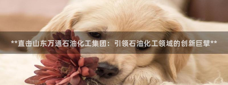 球盟会里面有打牌的嘛