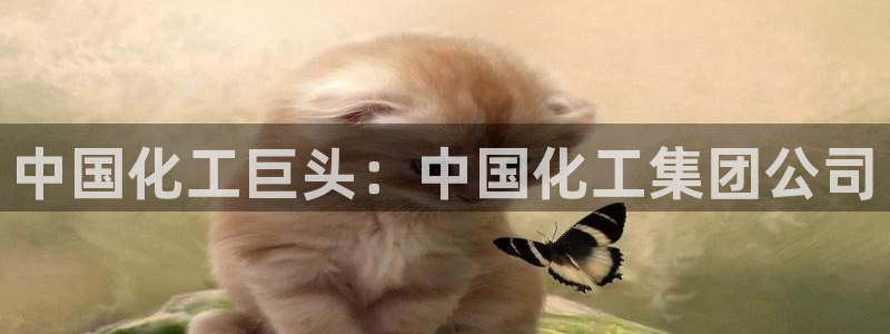 球盟会进不去球员吗