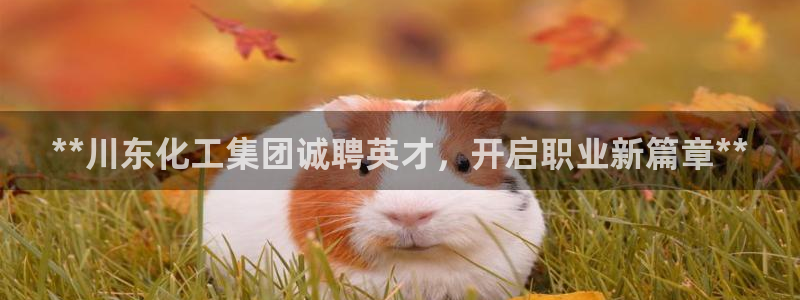 球盟会封号：**川东化工集团诚聘英才，开启职业新篇章**