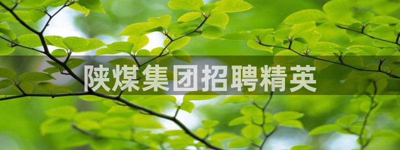 球盟会可靠不：陕煤集团招聘精英