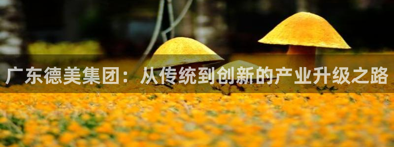 球盟会能退钱吗：广东德美集团：从传统到创新的产业升级之路